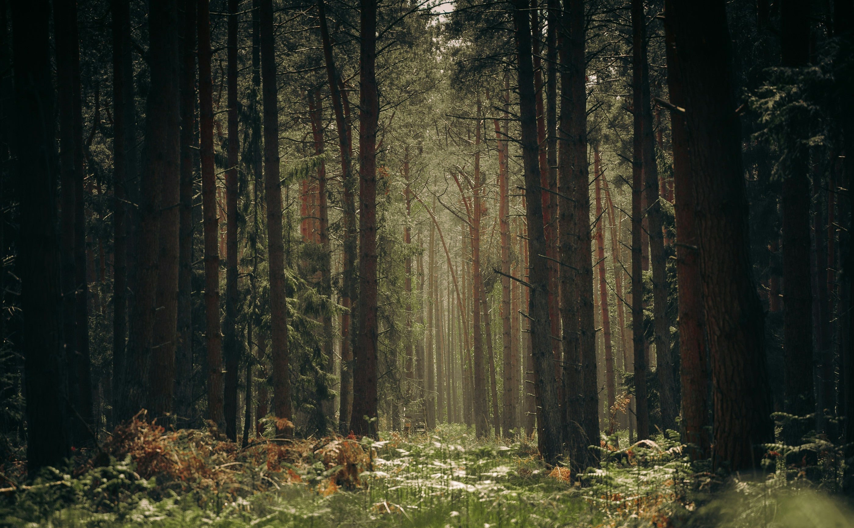 Happy World Wood Day! Learn Why Ethical Sourcing Matters